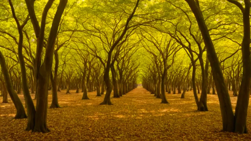 Figura observa la plantación dorada