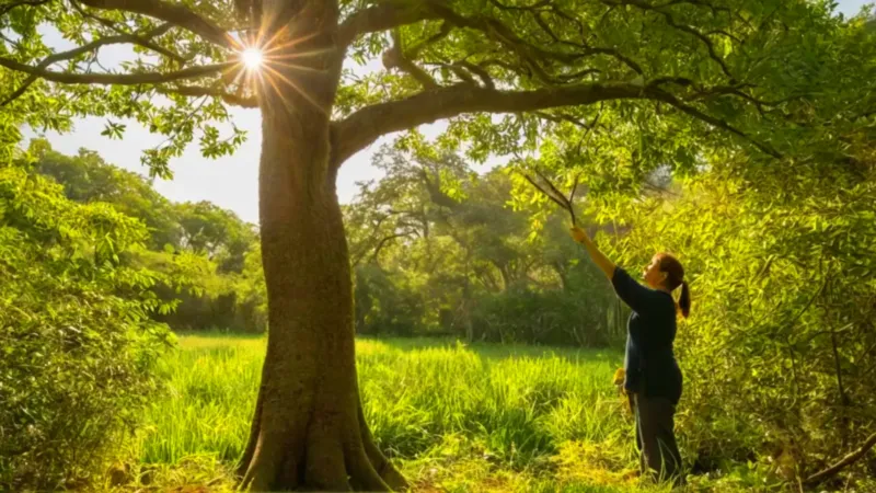 Persona cosecha ackee de un árbol