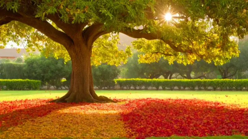 Una figura admira un árbol colorido