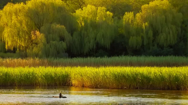 Una figura limpia un estanque al atardecer