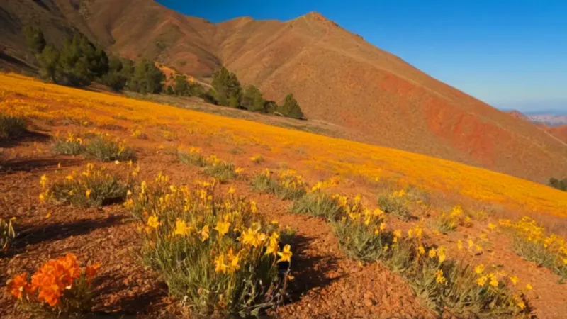 Alguien observa plantas en la ladera soleada