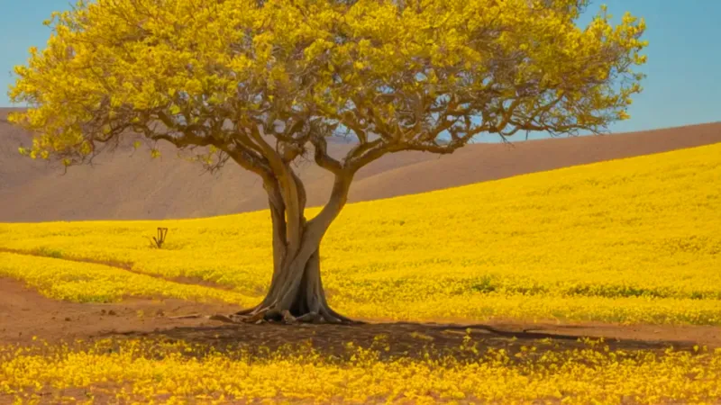 Hombre junto al araguaney en flor