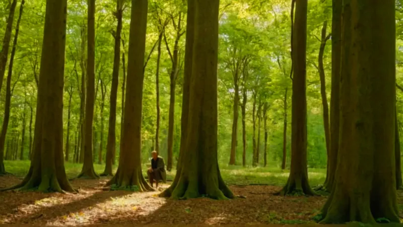 Alguien contempla la luz en el bosque
