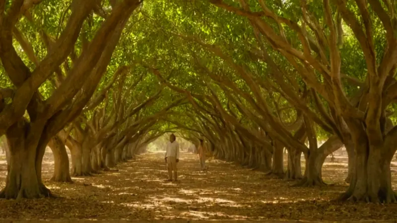Alguien inspecciona un huerto de zapotes