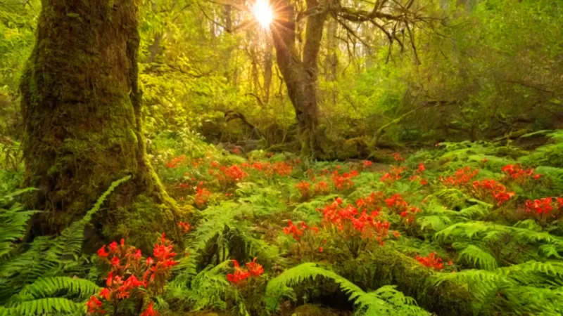 Fotografían colibríes en el ceibo florecido