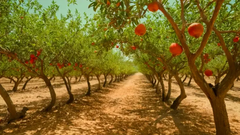 Agricultor revisa granadas en un huerto