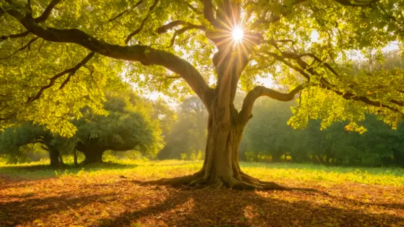 Alguien cosecha nances bajo el sol