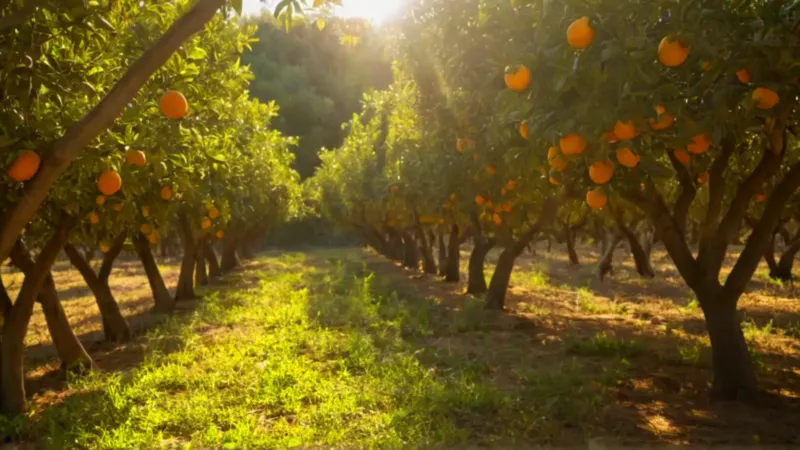 Una persona cosecha naranjas en un huerto