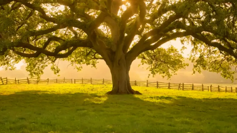 Figura solitaria en un huerto al atardecer