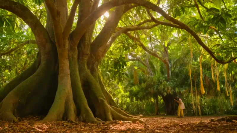 Persona bajo un frondoso árbol de yaca