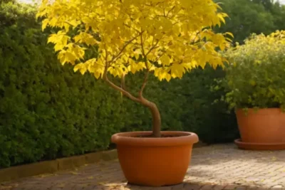 Persona cuidando una planta en el jardín