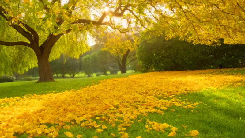 Figura solitaria bajo un árbol dorado