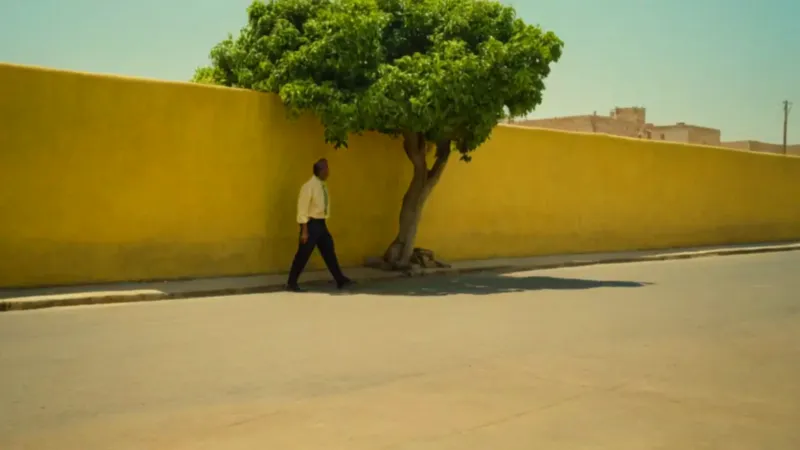 Hombre bajando mangos de un árbol urbano