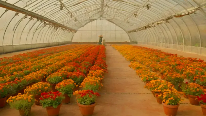 Persona cuidando flores en un invernadero