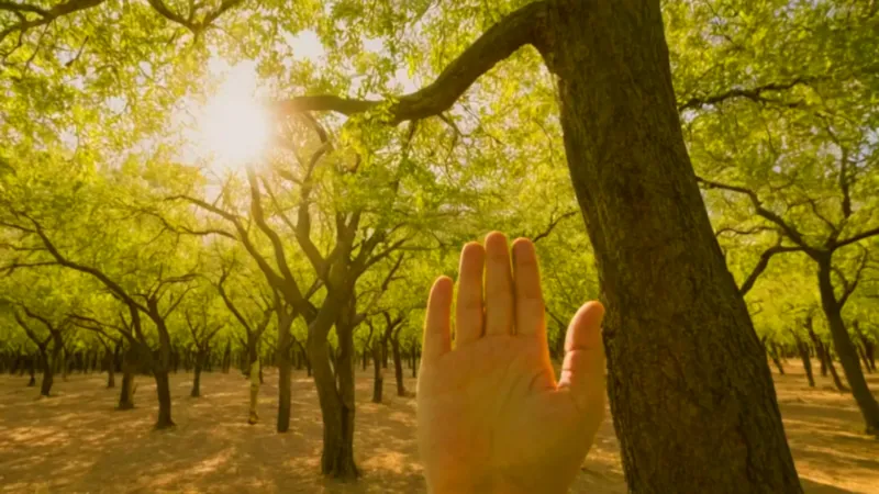 Una persona inspecciona un árbol de bonete