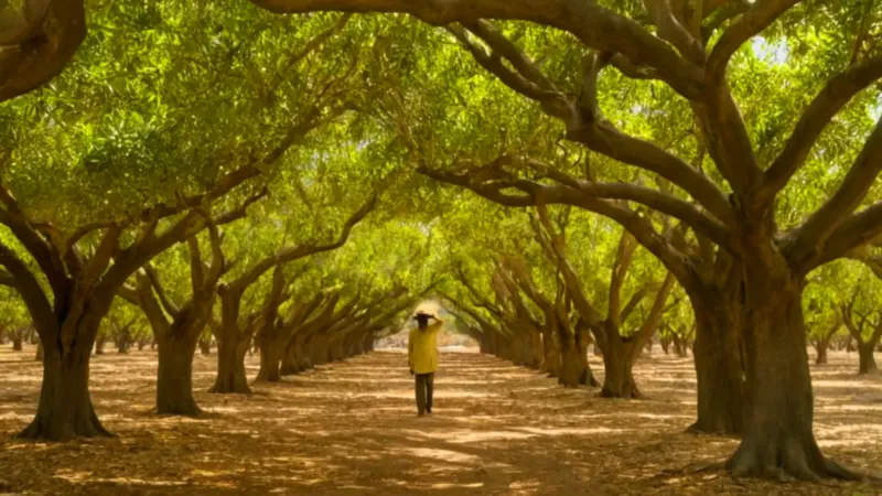 Trabajador en un soleado campo de cítricos
