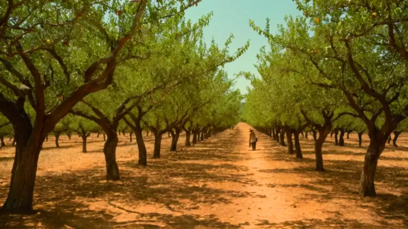 Una persona cosecha ciruelas en un huerto