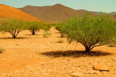 Figura y árbol en un paisaje árido