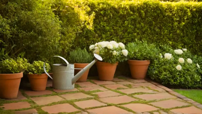 Un jardinero riega las plantas del patio