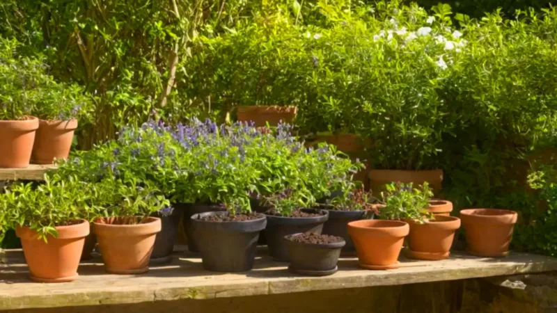 Alguien trasplanta plantas en un patio soleado