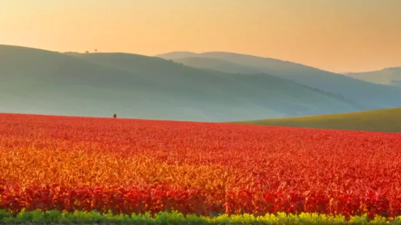 Atardecer dorado en un campo de amaranto