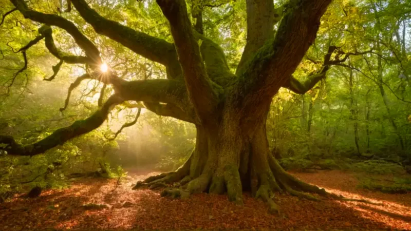 Silueta en el bosque bañado de luz