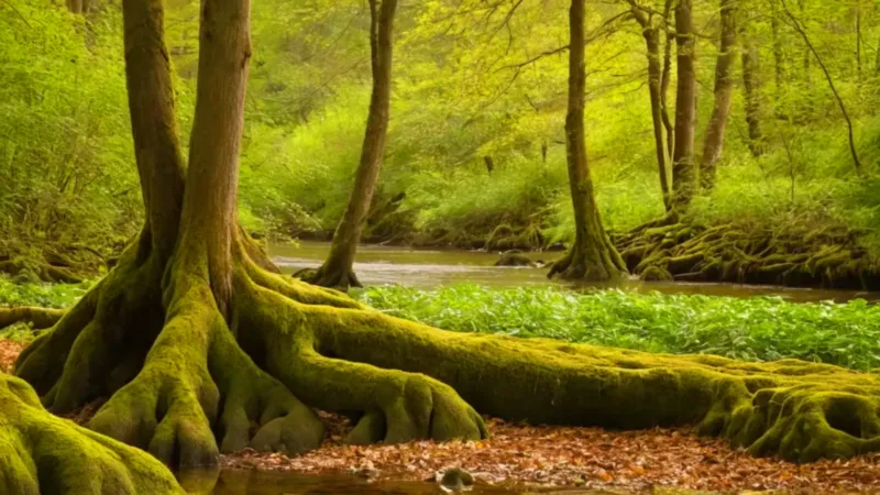 Persona contempla la naturaleza junto al río