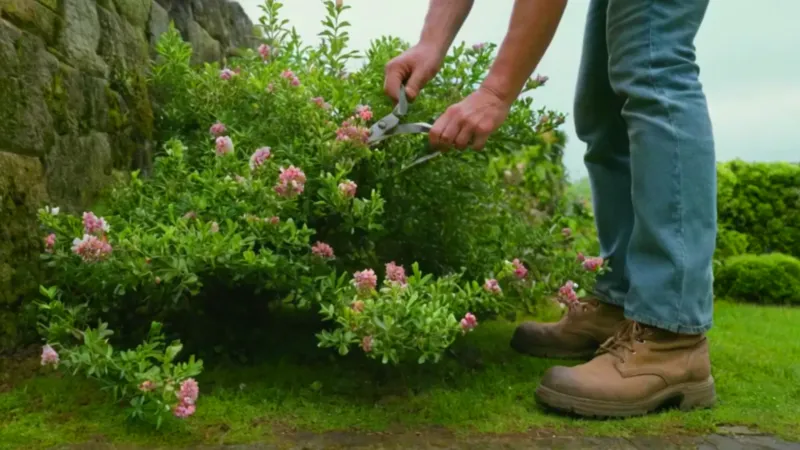 Una persona poda un arbusto en el jardín
