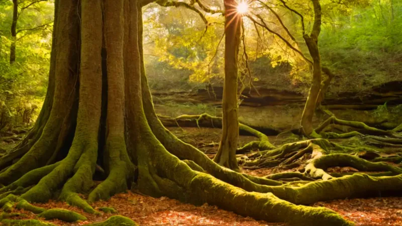 Figura en comunión con el bosque