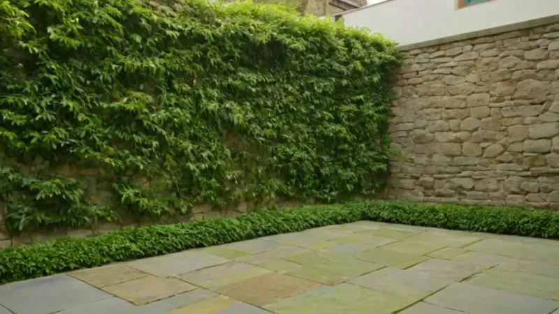 Una persona poda la enredadera del muro