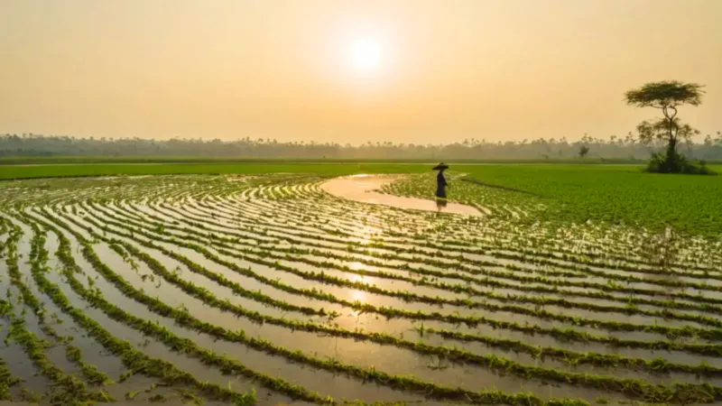 Un campesino siembra arroz en un arrozal