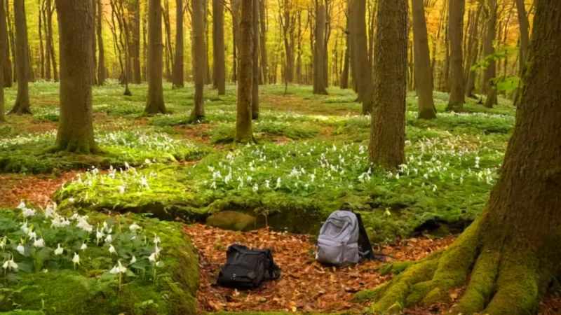 Figura arrodillada en la quietud del bosque