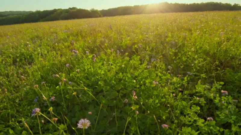 Alguien busca algo en el prado