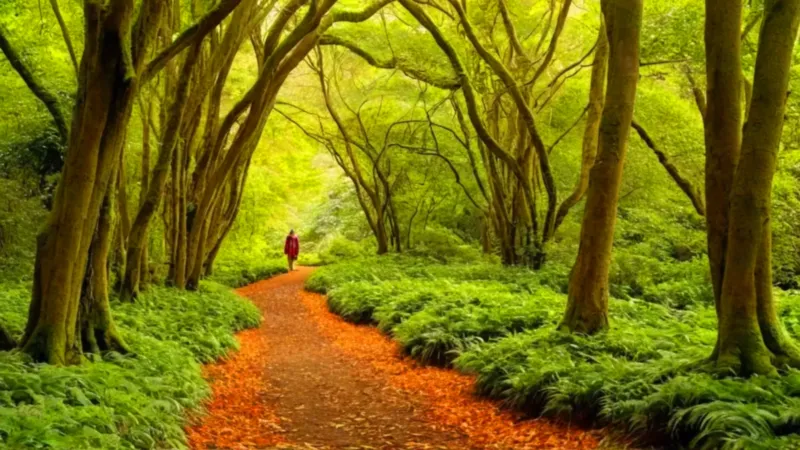 La selva inmensa empequeñece una figura