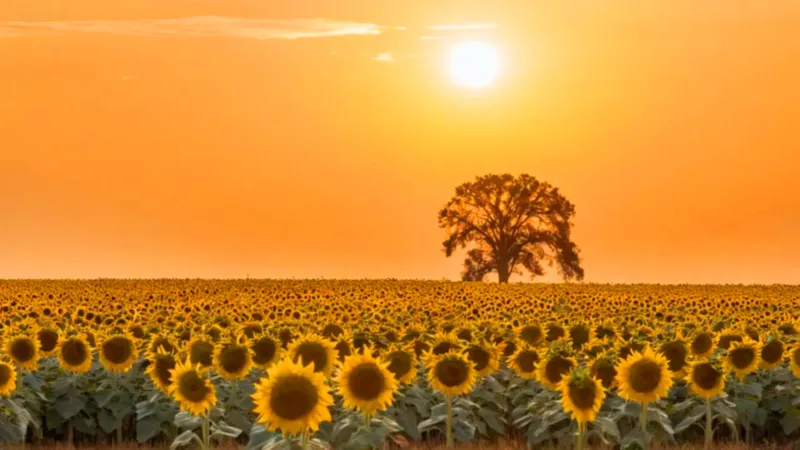 Atardecer solitario en un campo de girasoles