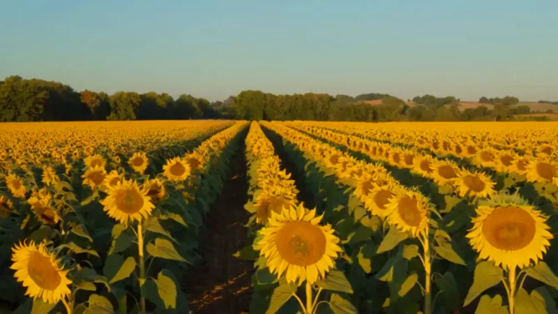 Hombre solitario entre girasoles inmensos