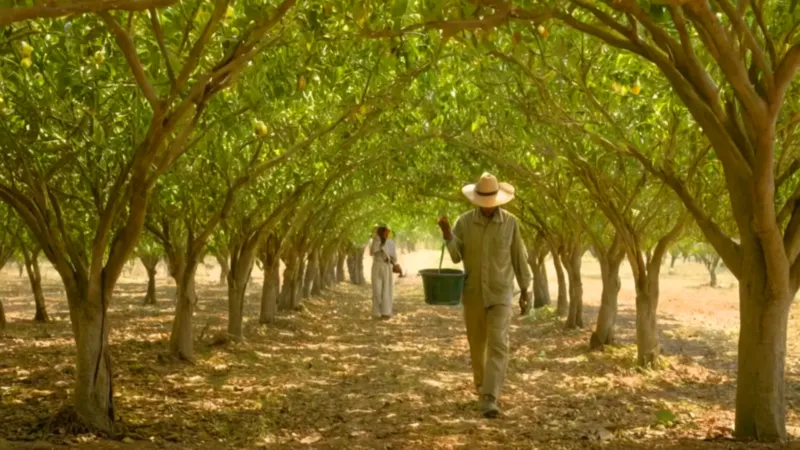 Agricultor revisa su cosecha de carambolas