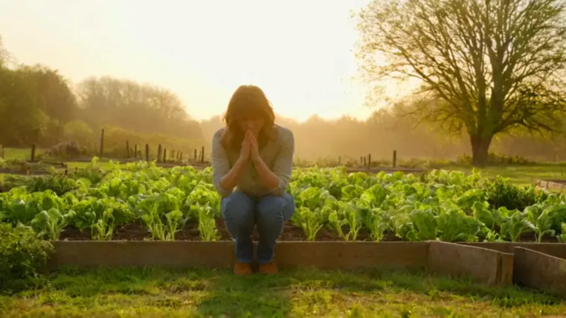Alguien cuida el huerto al atardecer