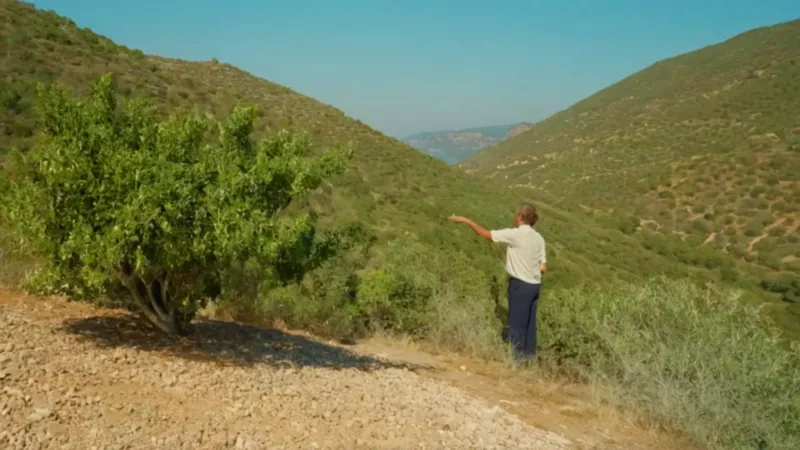 Persona alcanza laurel en una ladera soleada