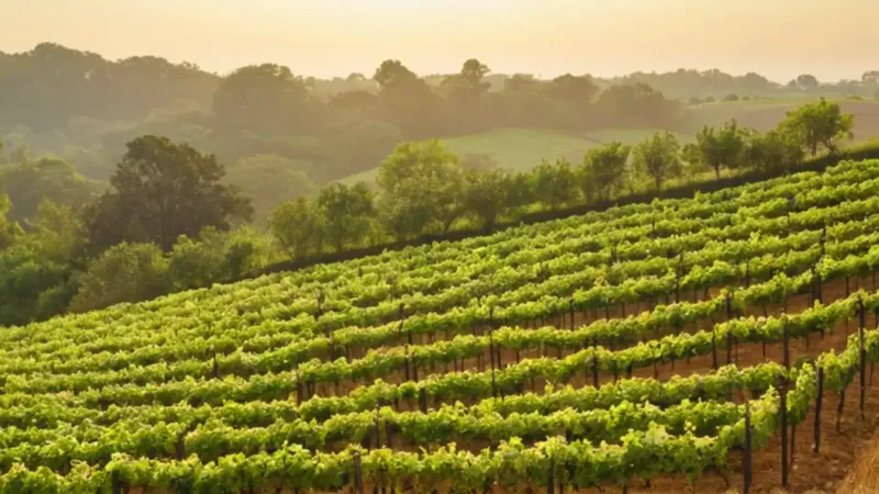 Un campesino trabaja en un viñedo soleado