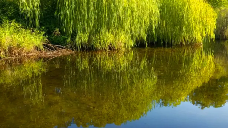 Figura solitaria en un estanque en calma
