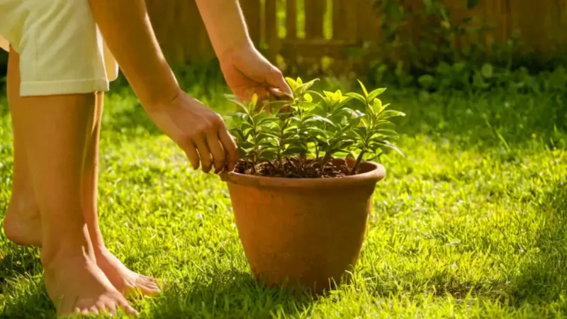 Persona sostiene una planta en el jardín