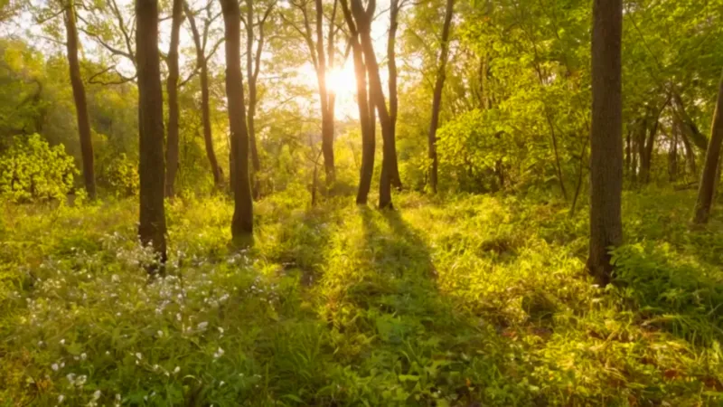 Una figura recolecta plantas en el bosque