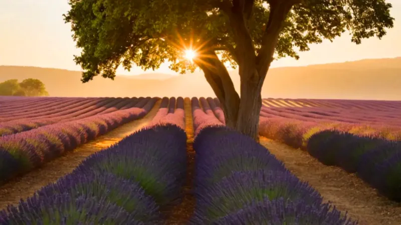 El contraste de luz define el campo