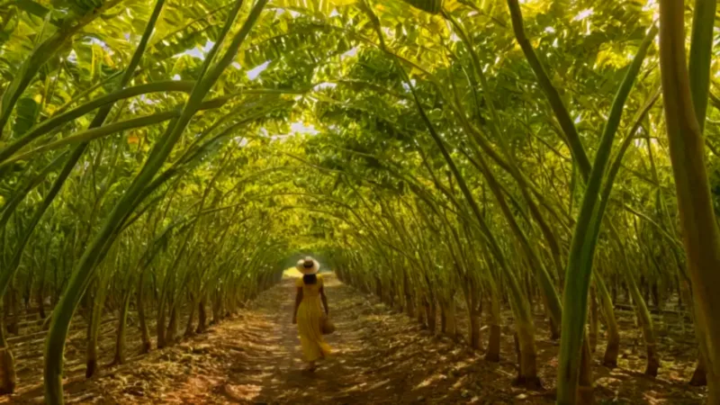 Agricultor trabajando en un soleado papayal