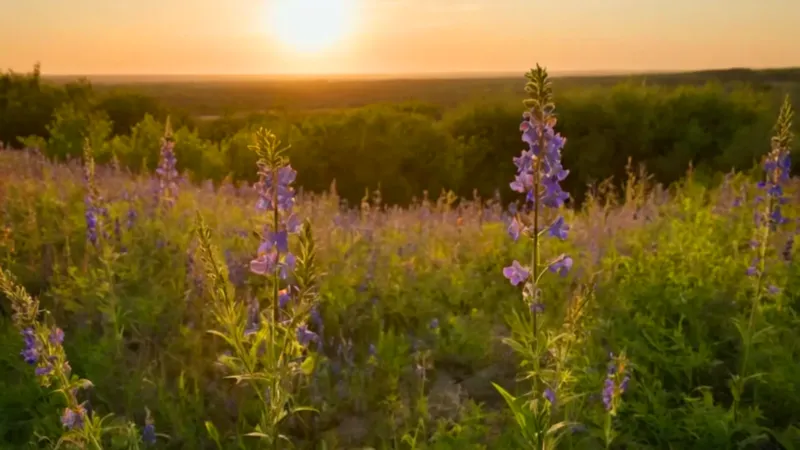 Una figura entre flores al atardecer