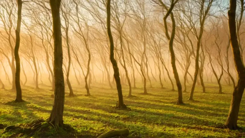Un hombre poda sauces en el campo