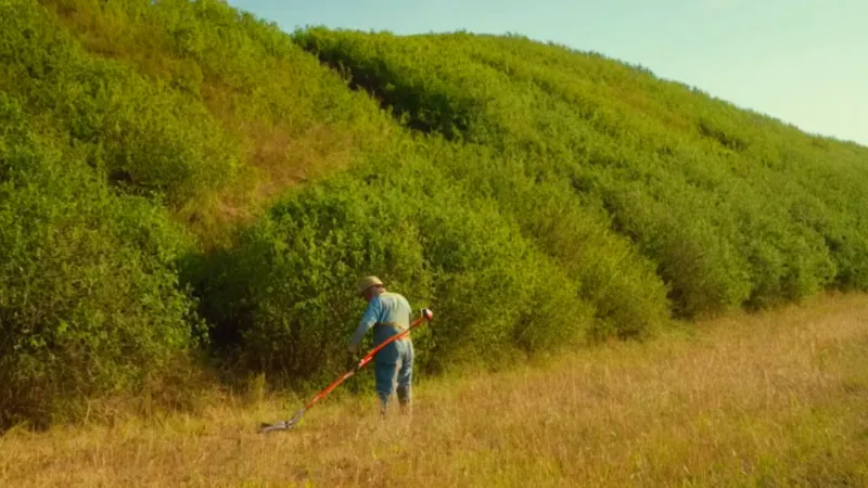 Un trabajador desbroza el campo de maleza