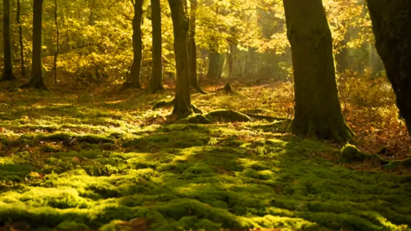 Una figura halla bayas en el bosque