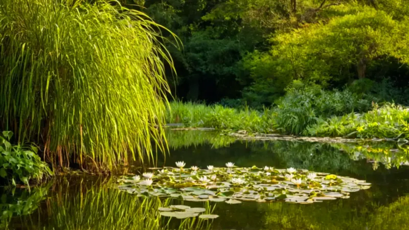 Figura arrodillada ante un estanque sereno